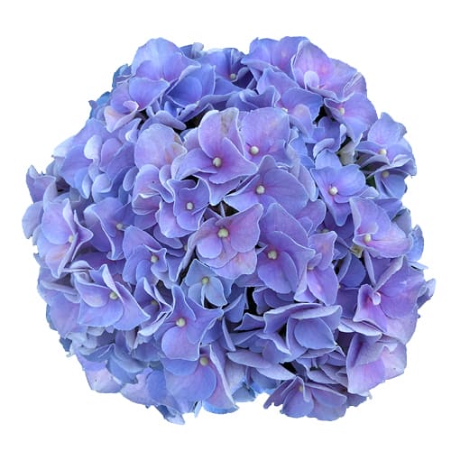 Blomsterhoved af en blaa Hortensia, Blue Favorite
