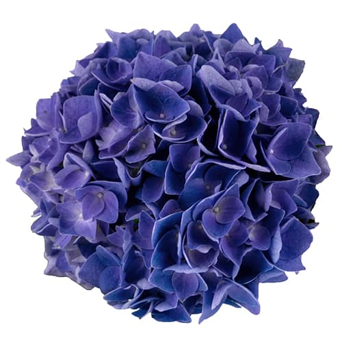 Blomsterhoved af en blaa Hortensia, Blue Sunset