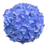Blomsterhoved af en blaa Hortensia, Blue Velvet