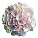Blomsterhoved af en pink Hortensia, Candyfloss