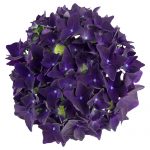 Blomsterhoved af en lilla Hortensia, Deep Purple