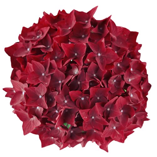 Blomsterhoved af en roed Hortensia, Deep Red