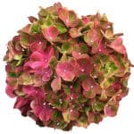 Blomsterhoved af en pink Hortensia, Green Fusion Pink