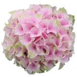 Blomsterhoved af en sart pink Hortensia, Lemon Kiss