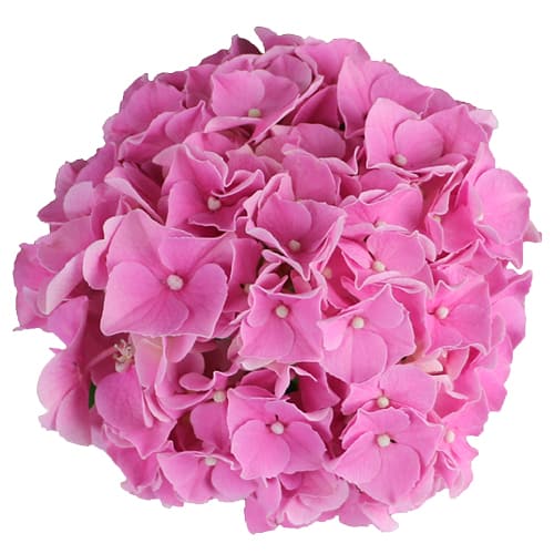 Blomsterhoved af en pink Hortensia, Pink Favorite