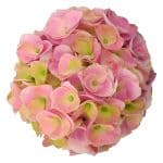 Blomsterhoved af en pink Hortensia, Pink Intensity