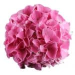 Blomsterhoved af pink Hortensia, Princess of passion