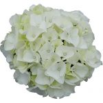 Hvid blomsterhoved af en Hortensia - White Obsession