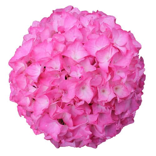 Pink blomsterhoveder fra en Hortensia