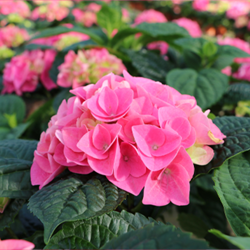Pink Hortensia hoved