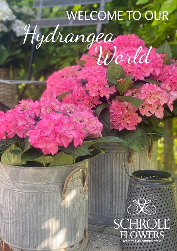 Front Schroll Welcome to our Hydrangea World 2022