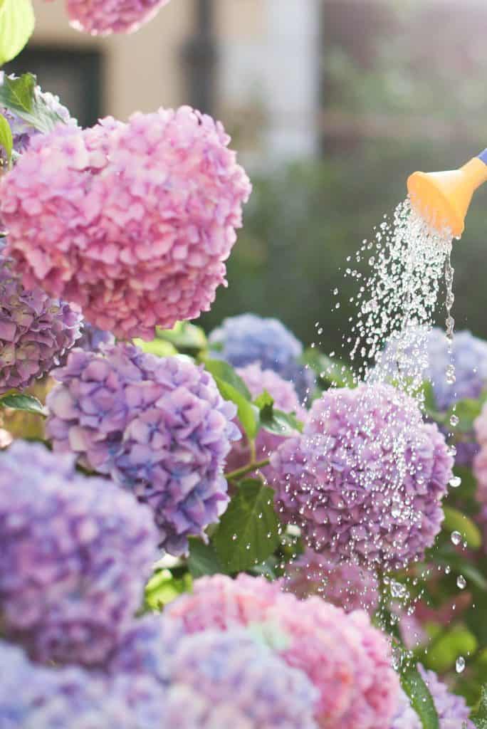 Hydrangea Watering In Garden 1282x1920 1