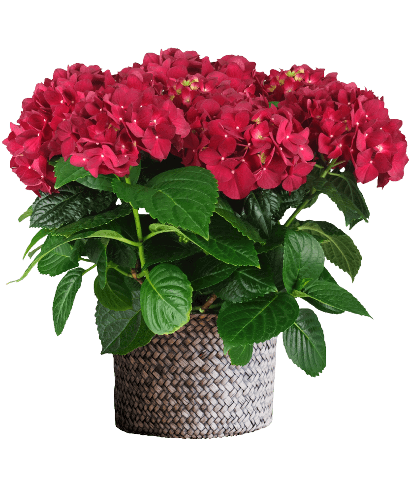 Schroll Flowers RedRomance in basket 833x1000 1 1