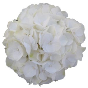 Hydrangea Snowflake Hydrangea Snowflake